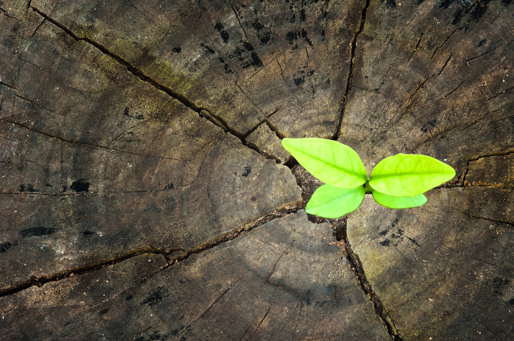 Nachhaltigkeit – brauchen wir jetzt eh nicht mehr